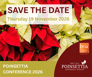 poinsettia